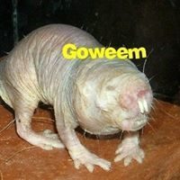 Jon Goweem