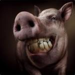 Mr.PiG