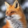 Red Fox Vega