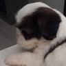 Ashur