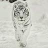 Anderson Carosi