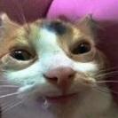 Miau Safado