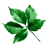 Leafarueru