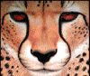 cheeta