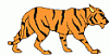 Tigre51