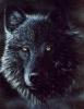Blackwolf6
