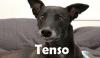Tavi