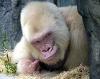 Macaco Albino