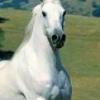 White Horse